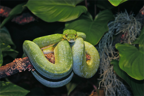green tree python enclosure
