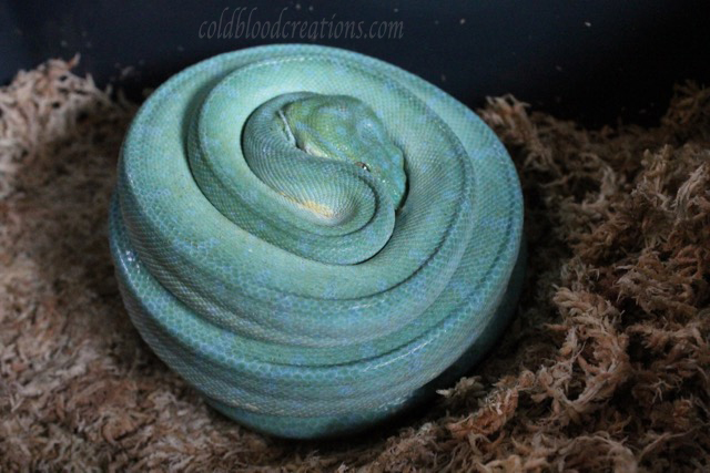 green tree python coiled on eggs