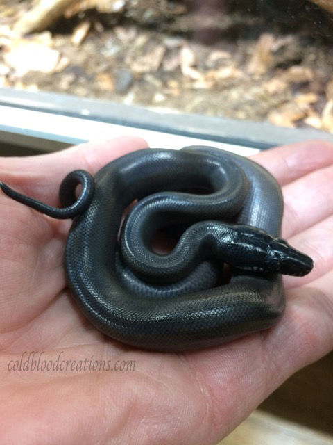 newborn Leiopython albertisii white lip python