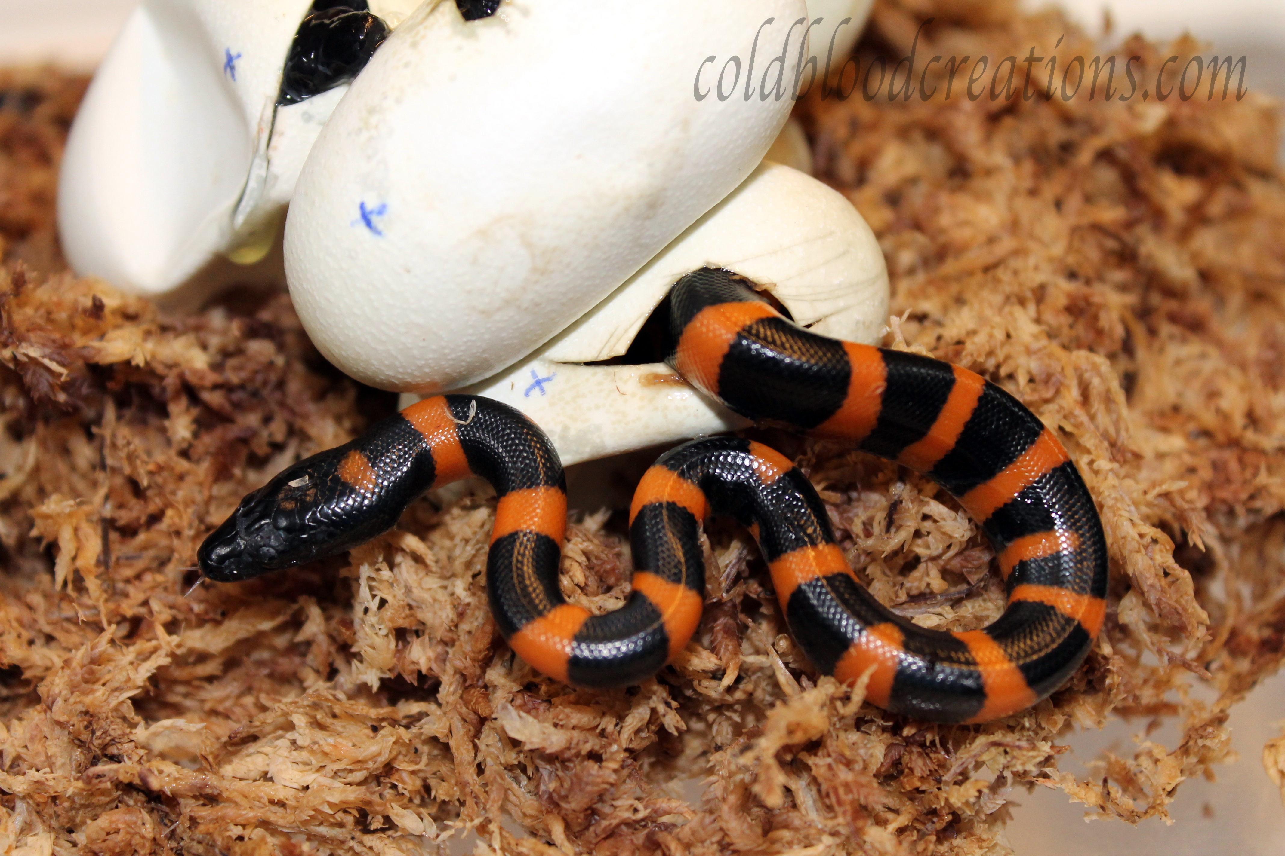 Birmarck ring python hatching
