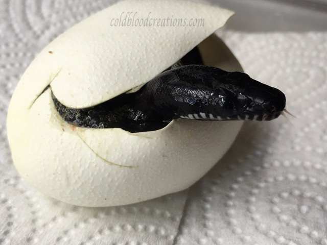 Leiopython albertisii white lip python hatching