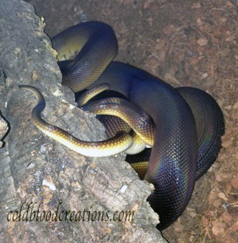 mating white lip pythons