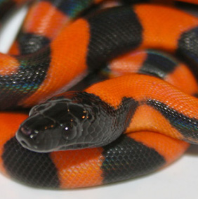 Bismarck ringed python, Bothrochilus boa