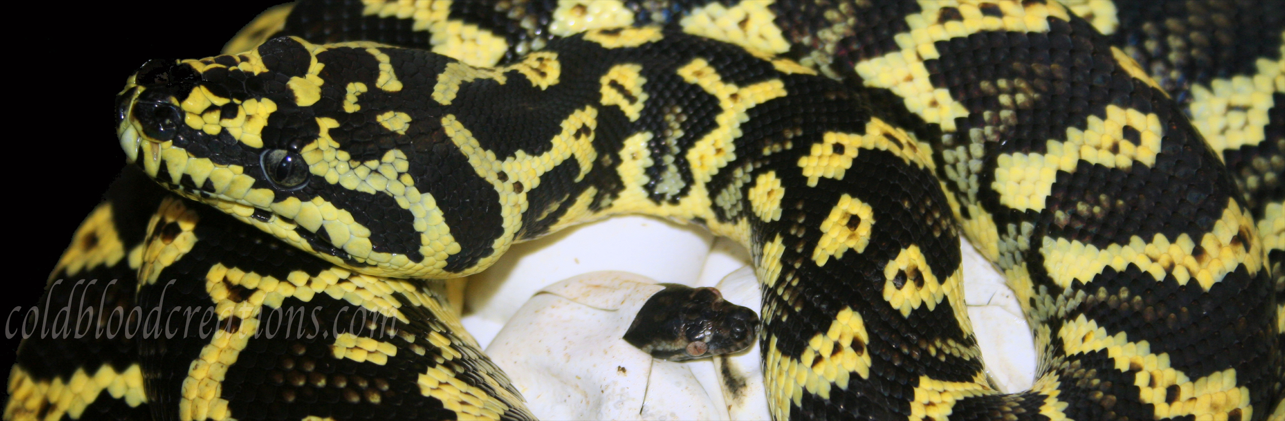 Junfgle carpet on hatching eggs