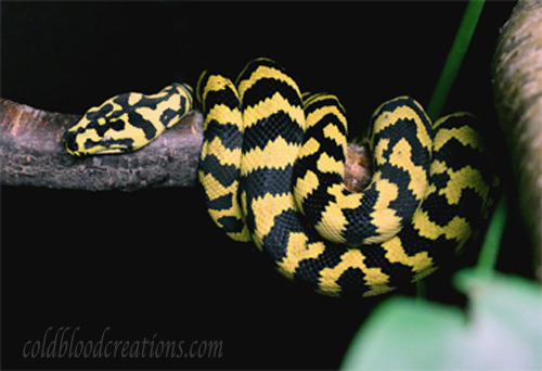 juvenile jungle carpet on branch