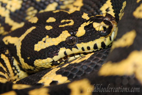 Male jungle carpet close up of head