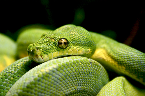Green tree python natural history and care