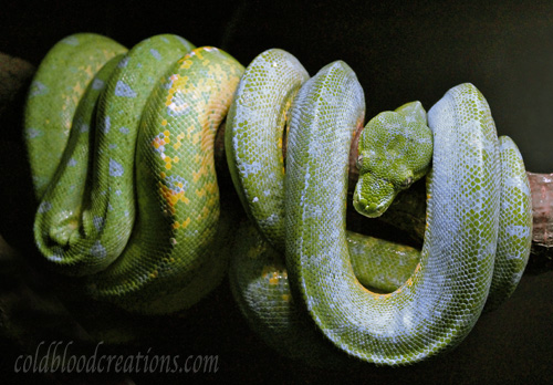 Morelia viridis