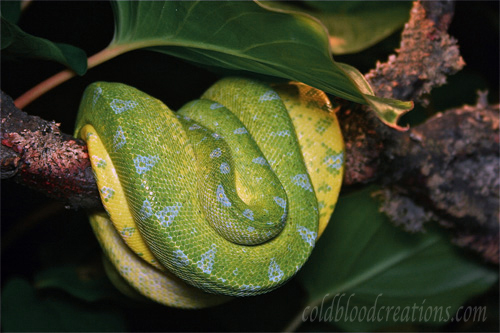 Morelia viridis