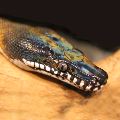 White lipped python, Bothrochilus albertisii.